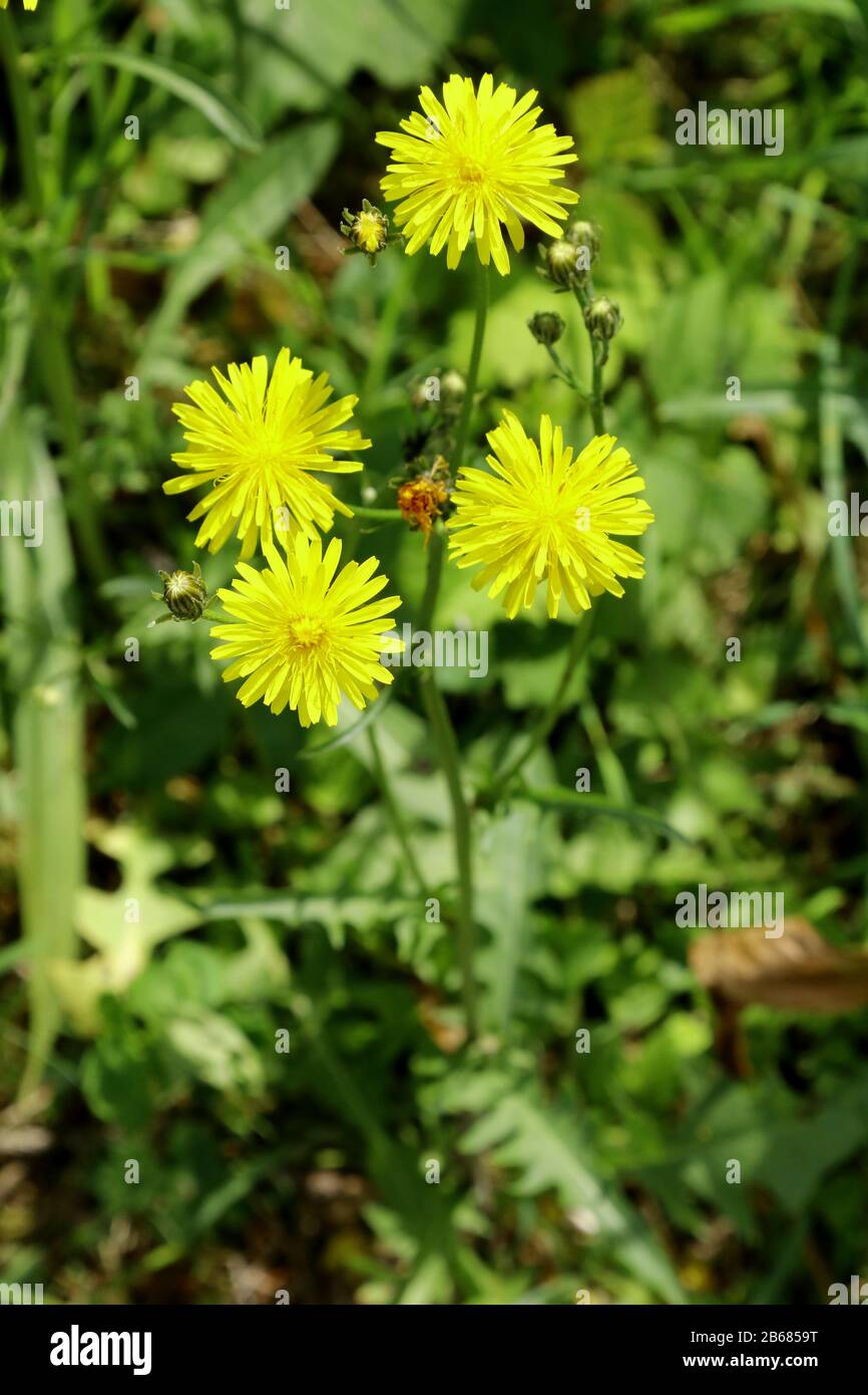 Wiesen-Pippau, Crepis biennis Foto Stock