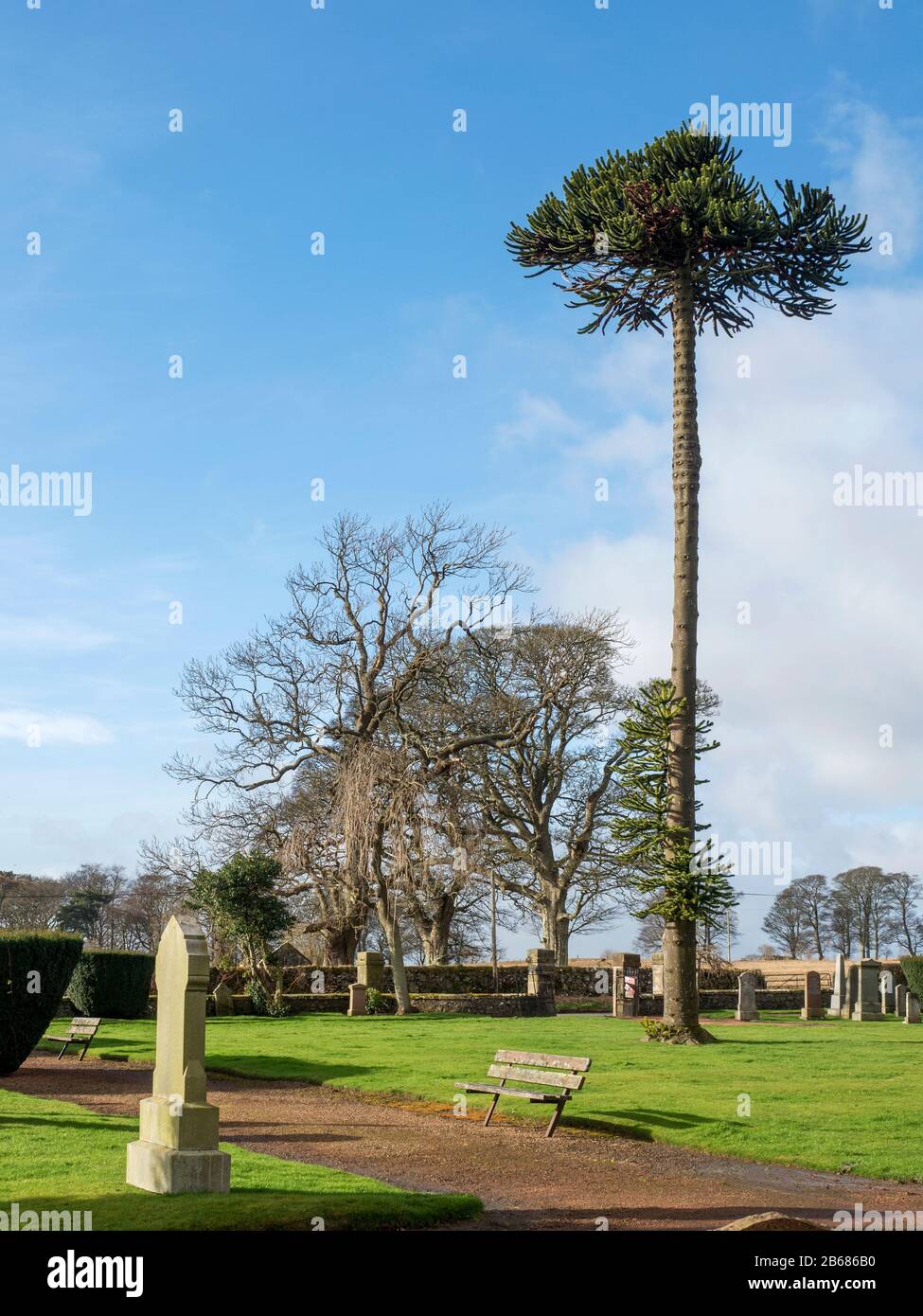 Alto albero di puzzle scimmia al Largo Cemetery in Largo superiore Fife Scozia Foto Stock