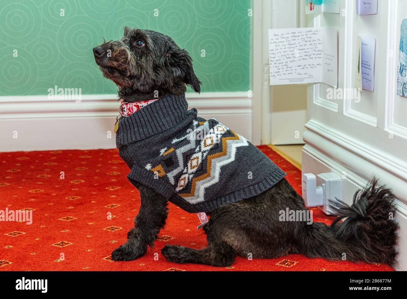 Il cane nero del terrier con la coda bushy si siede nel ponticello di modellazione del Natale del profilo Foto Stock
