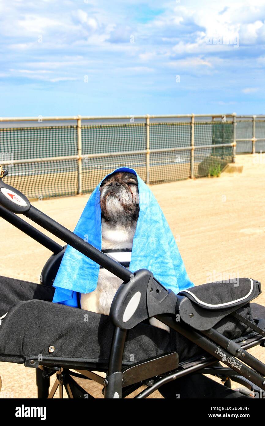 Cane all'aperto in pram giocoso, amichevole, e attento. Canina Foto Stock