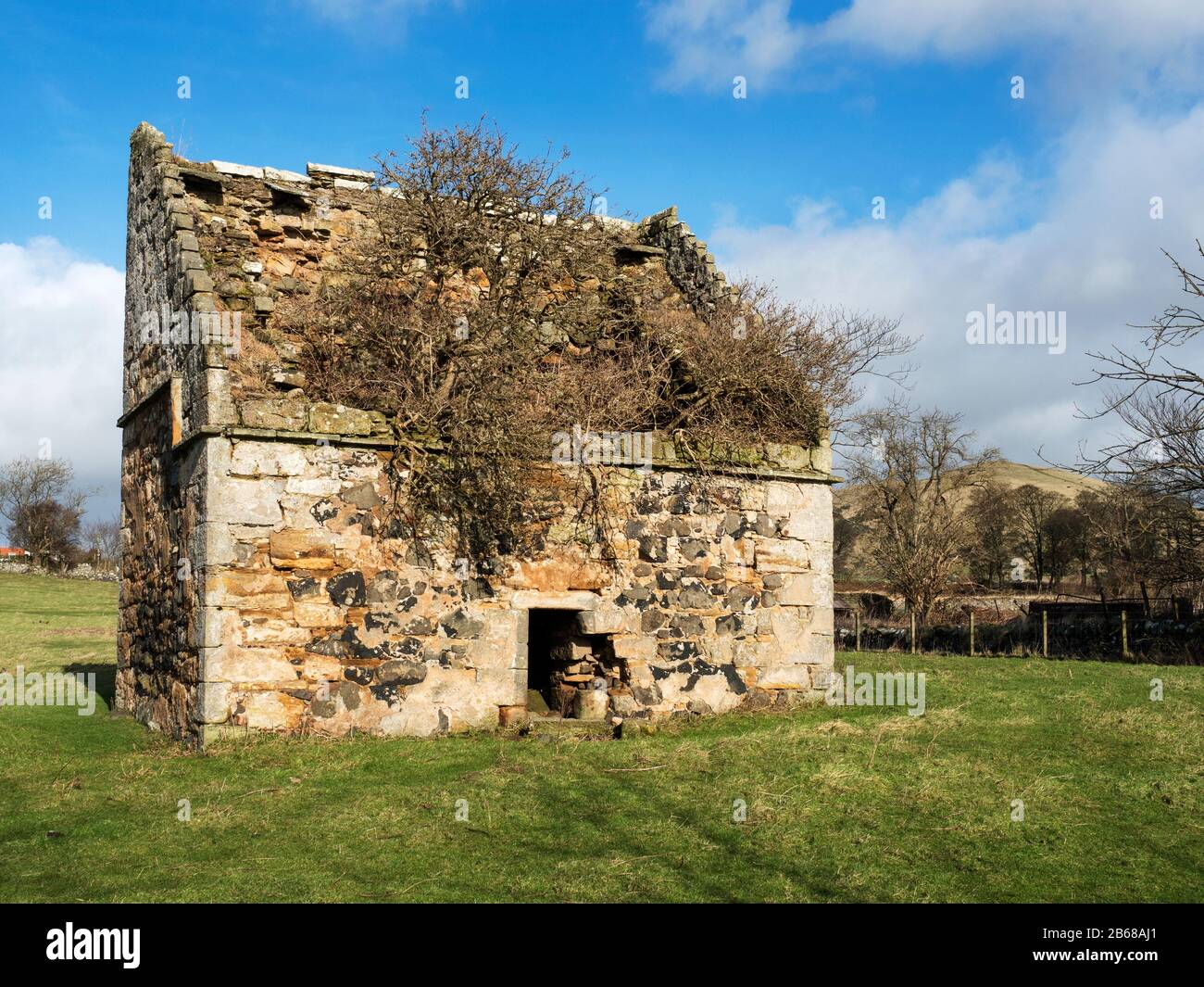 Albero che cresce in un vecchio edificio senza tetto vicino a Upper Largo Fife Scozia Foto Stock