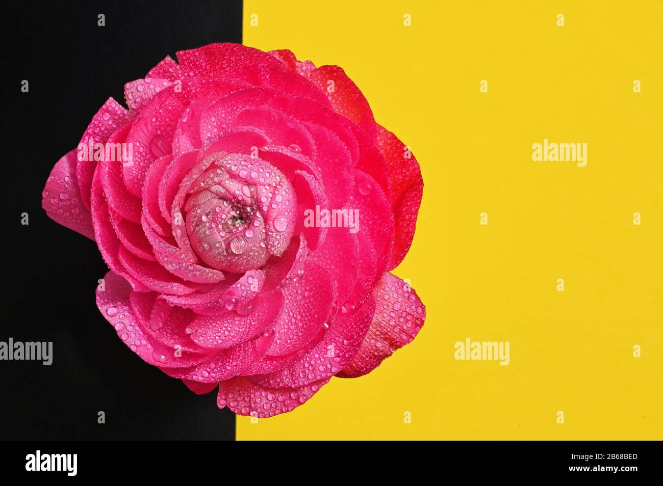 Fiore Rosso Peony Close-Up E Gocce D'Acqua Foto Stock