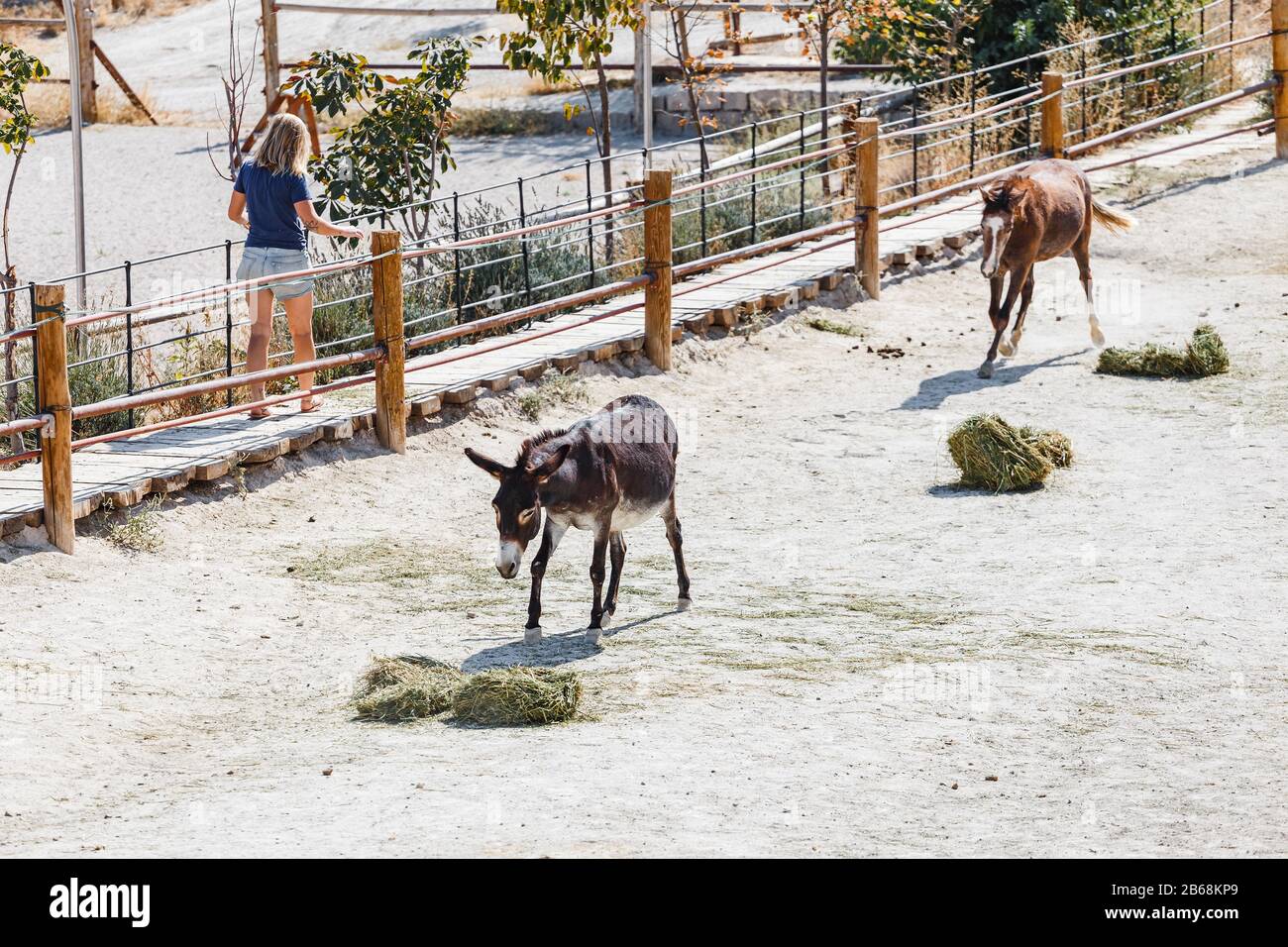 Asino e cavalli sono alimentati erba fresca in fattoria Foto Stock