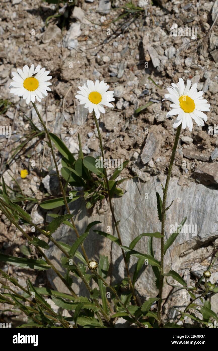 Gewöhnliche Margarite, Leucanthemum vulgare Foto Stock
