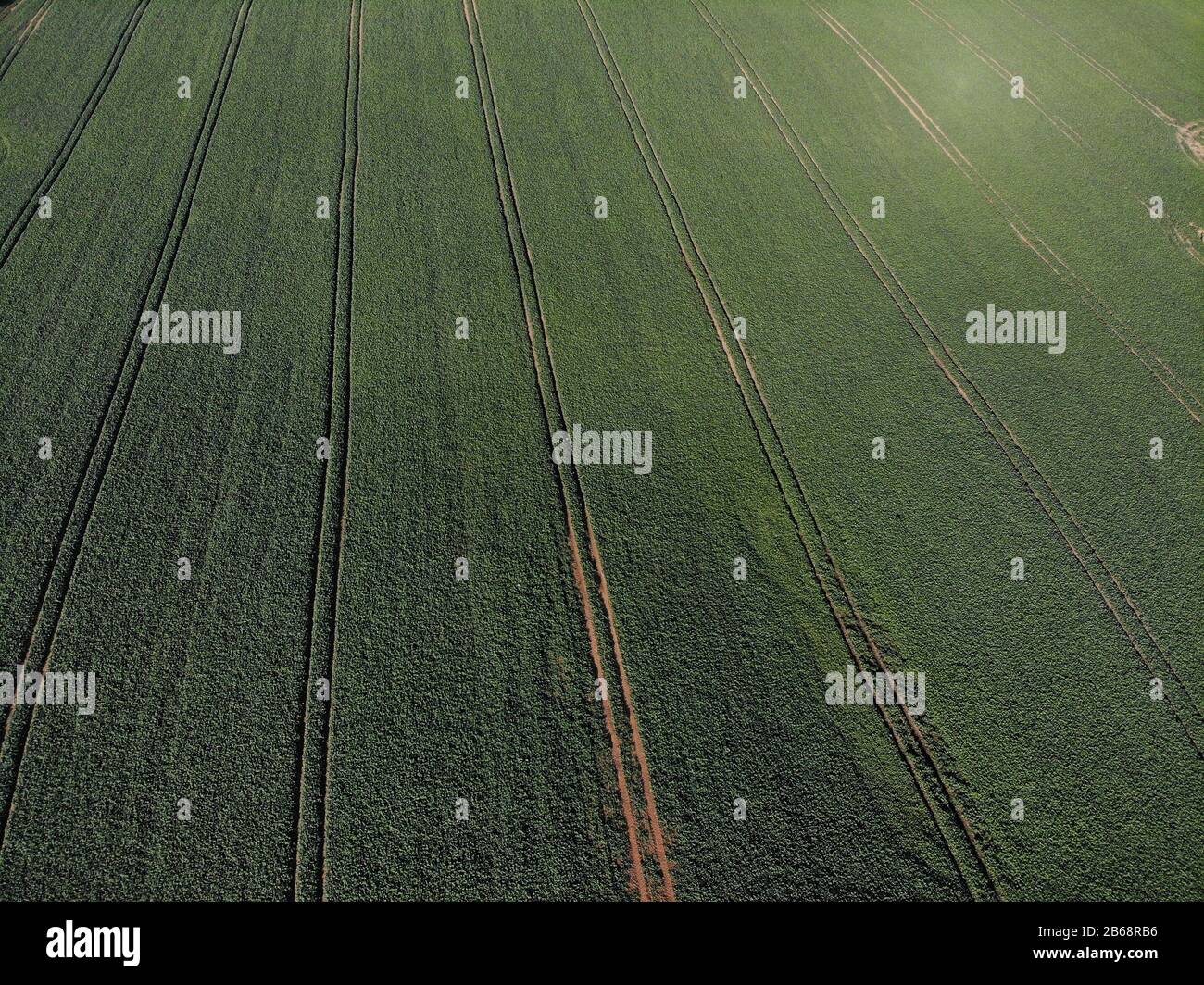 Campo verde con piante agricole piantate in Lituania Foto Stock