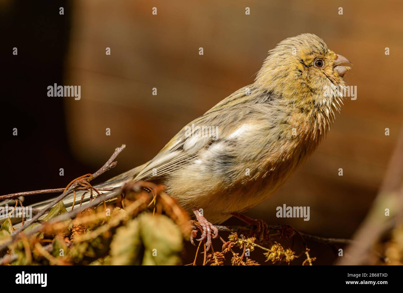 giovane uccello canzone dal lato cantando nella luce del sole, in zoo Foto Stock