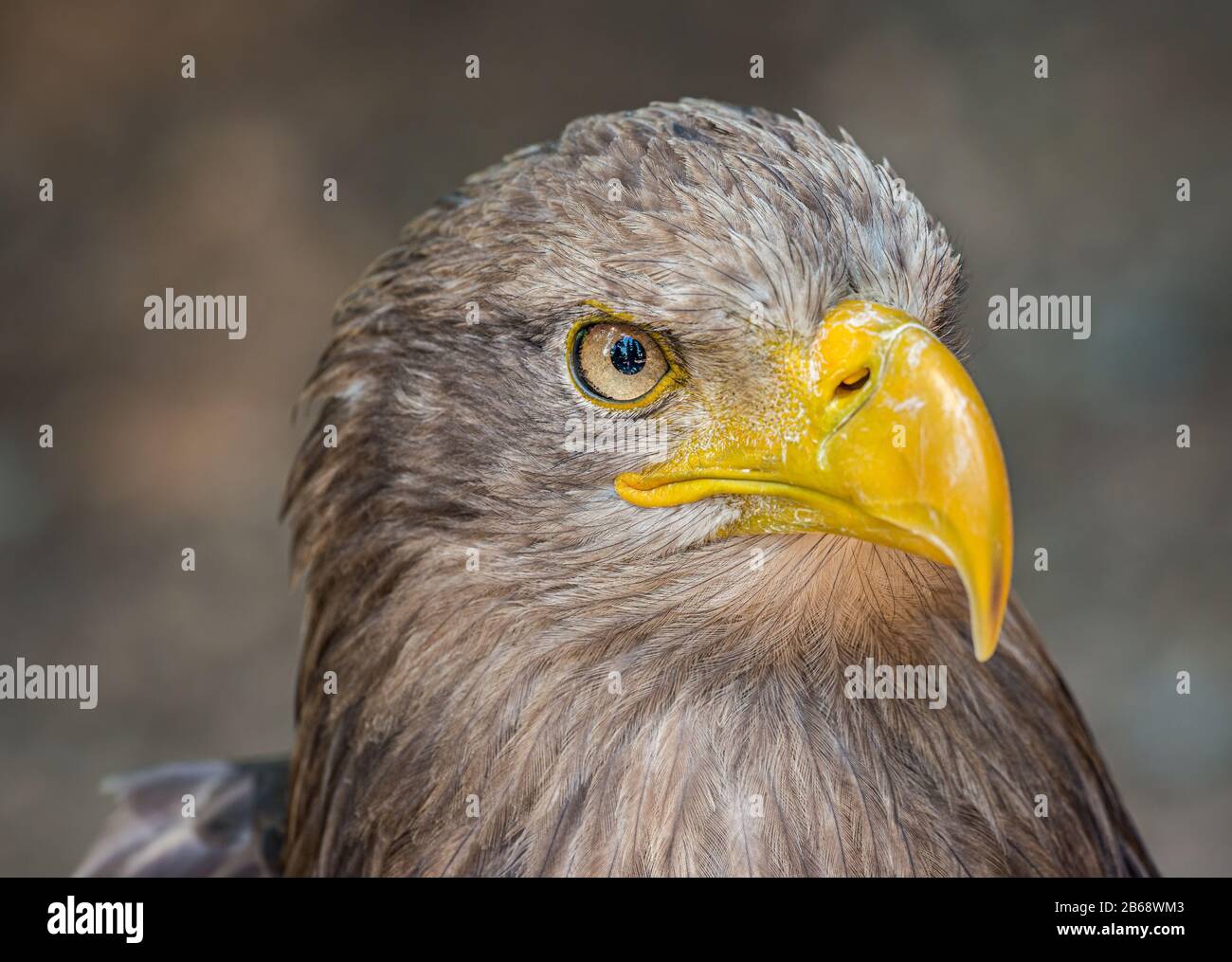 ritratto dettagliato di aquila di mare, zoo Foto Stock