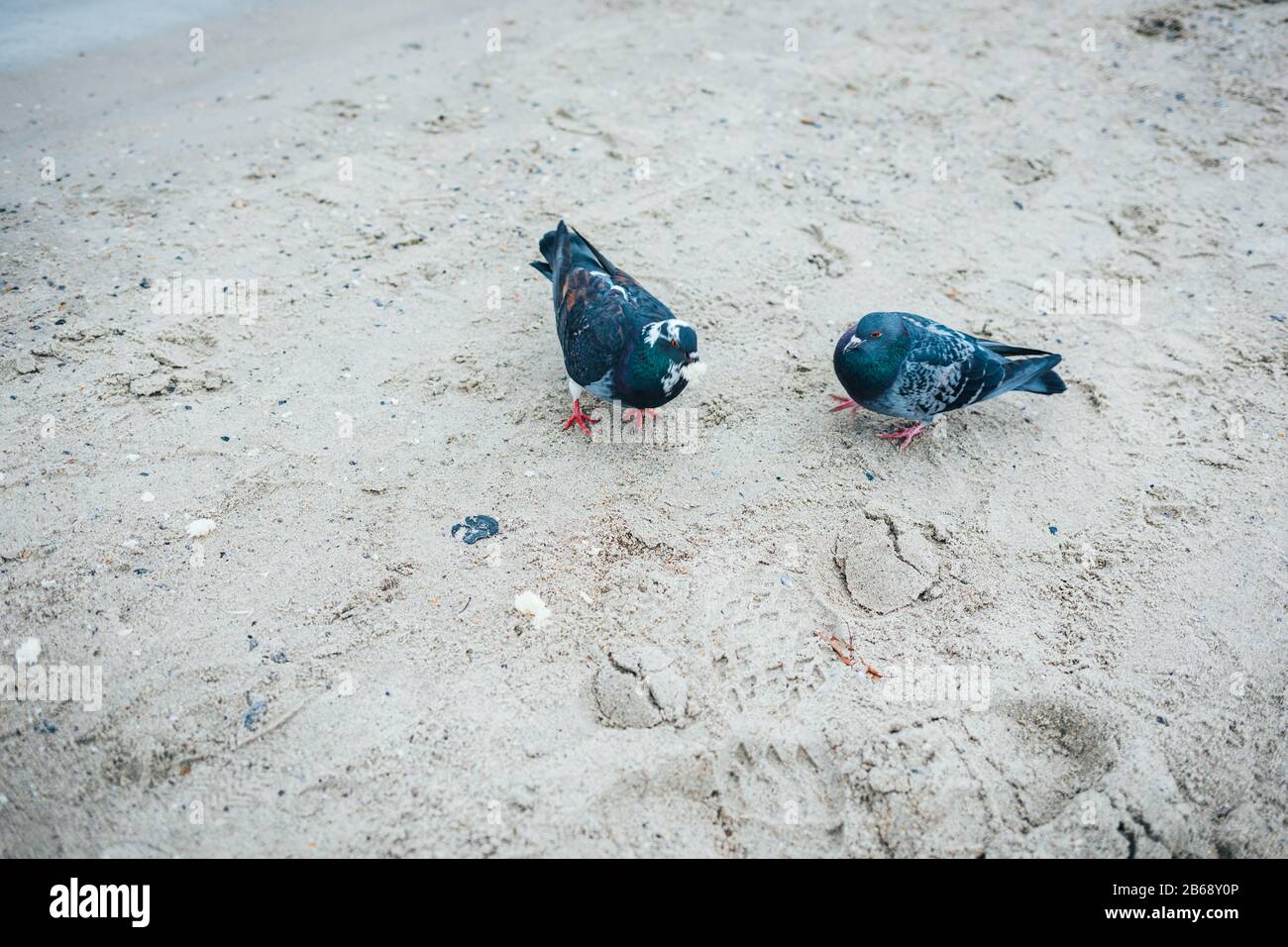 Coppia di piccioni grigi in piedi sulla sabbia all'aperto di giorno, primo piano. Foto Stock