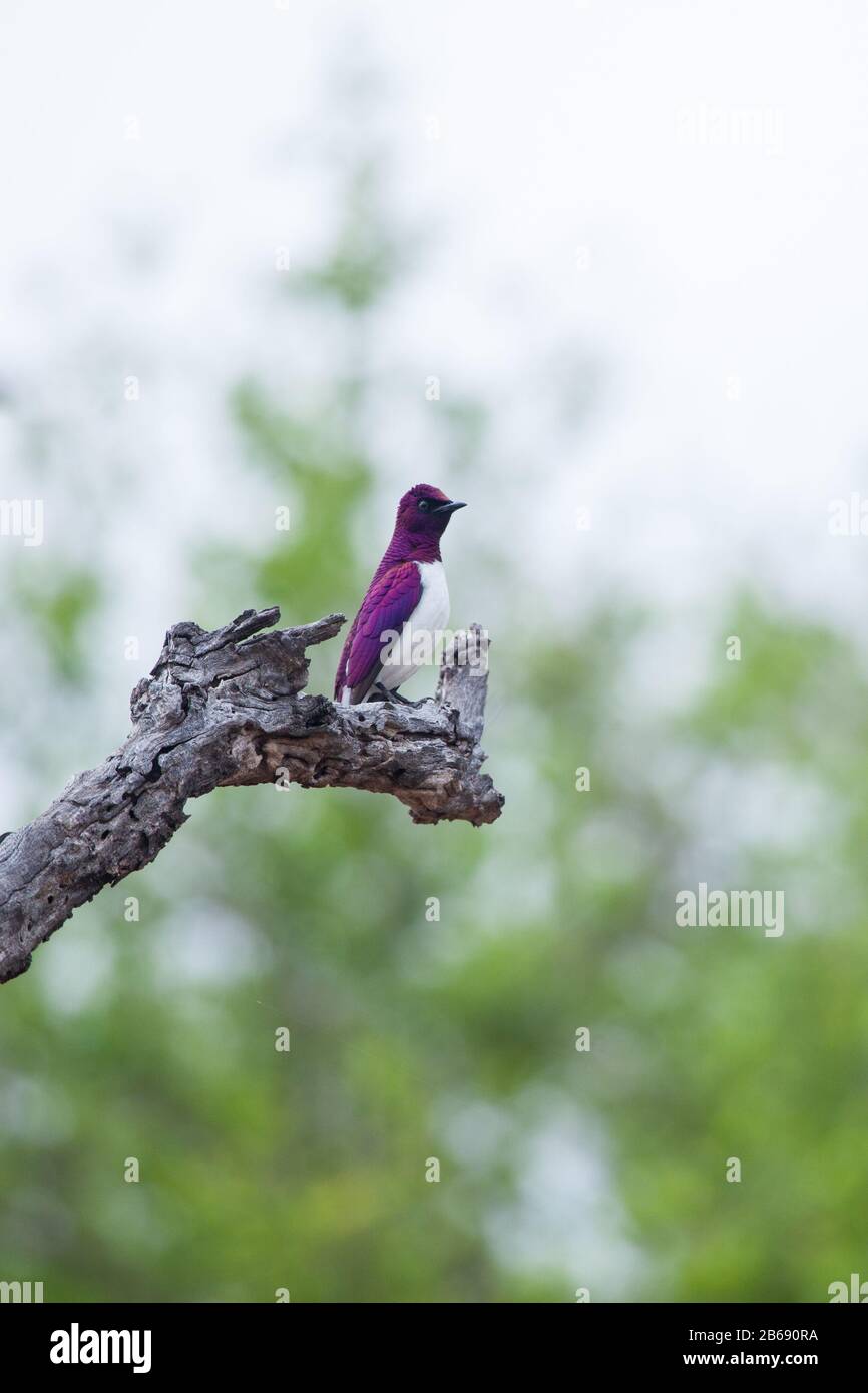Un violetto-backed starling, Cinnyricinclus leucogaster, perches su un ramo, verde sullo sfondo Foto Stock