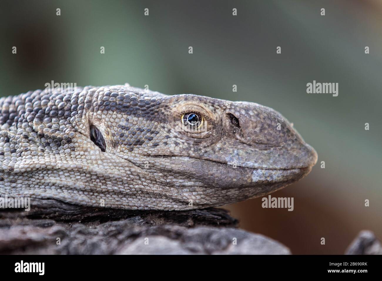 La testa di un monitor lizard, Varanus niloticus, profilo laterale Foto Stock