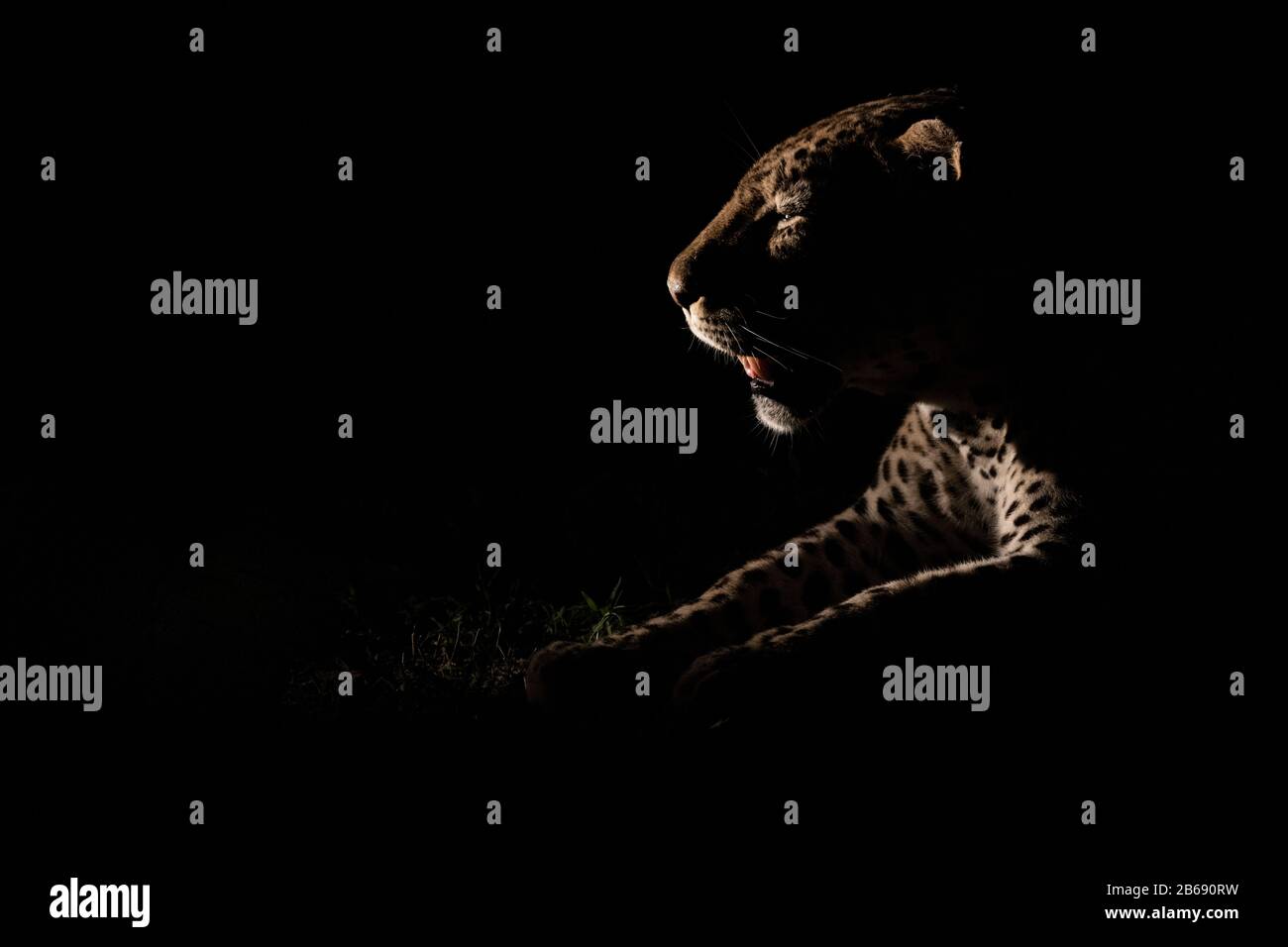Il profilo laterale di un leopardo maschio, Panthera pardus, illuminato da un riflettore di notte, bocca aperta Foto Stock