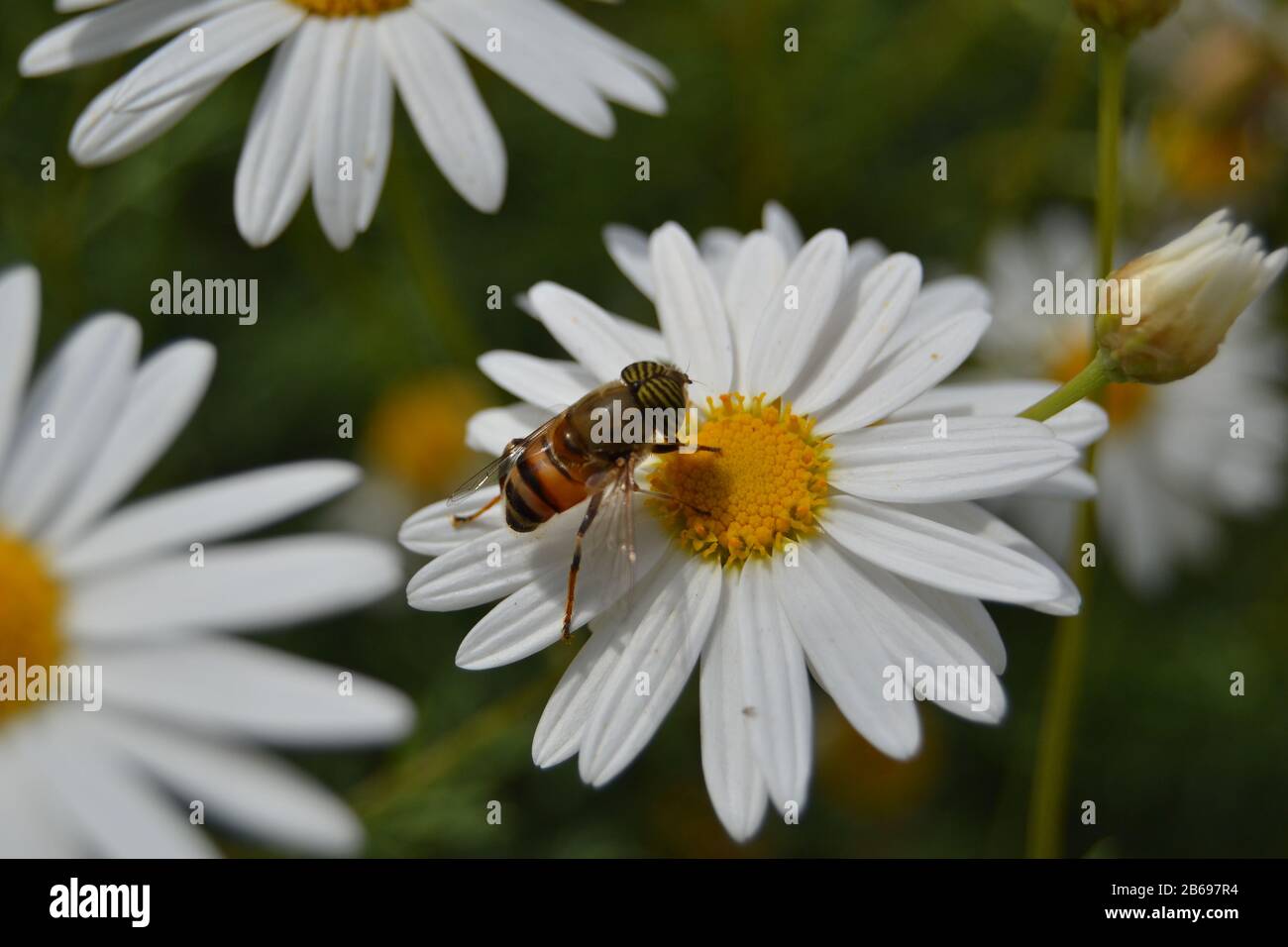 Leucanthemum vulgare comunemente noto come il bue-eye daisy, oxeye daisy, cane daisy con un'ape su di esso Foto Stock