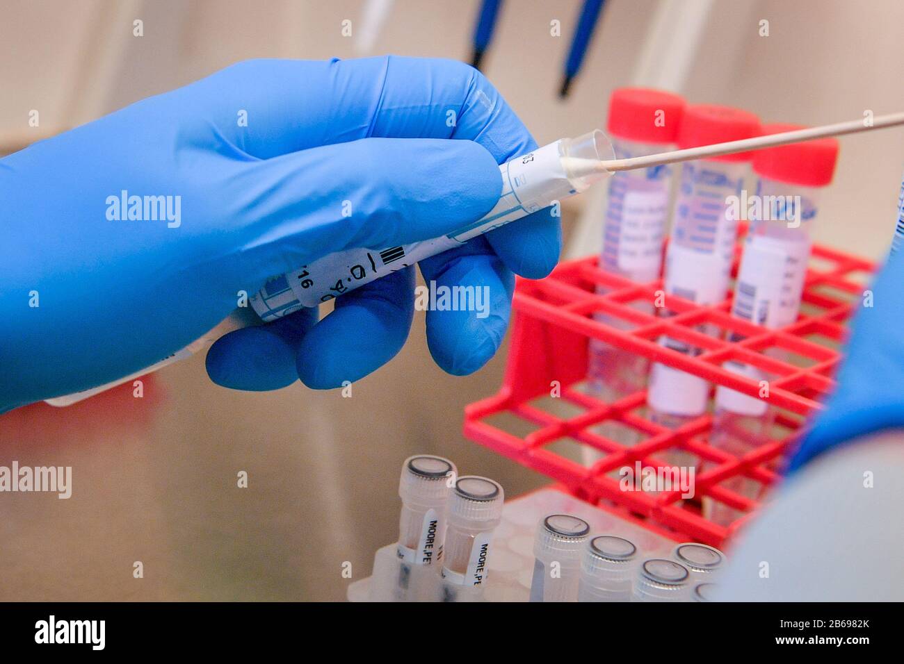 Un tampone COVID-19 per il paziente viene prelevato da una provetta sterile, in quanto i tecnici di laboratorio eseguono un test diagnostico per il coronavirus nel laboratorio di microbiologia all'interno del Centro di metrologia specialistica presso l'ospedale universitario del Galles di Cardiff. Foto Stock