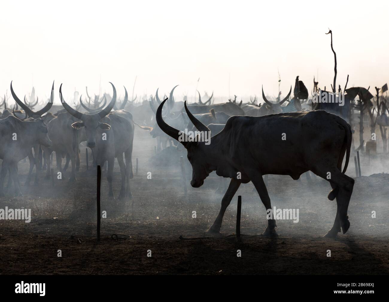 Lunghe mucche corni in un campo tribù di Mundari che si riunisce intorno a un fuoco, Equatoria Centrale, Terekeka, Sudan del Sud Foto Stock