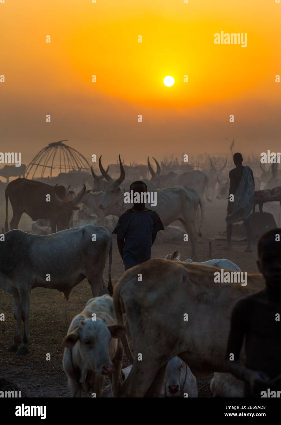 Mundari tribù lunghe corna mucche nel campo di bestiame al tramonto, Equatoria Centrale, Terekeka, Sudan del Sud Foto Stock