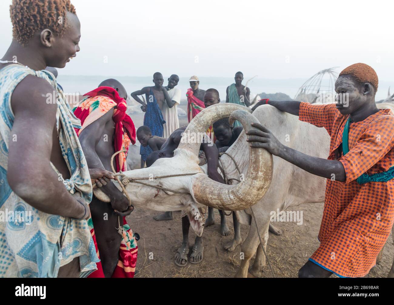 Uomini della tribù Mundari che prendono sangue da una mucca malata in un campo di bestiame, Equatoria Centrale, Terekeka, Sudan del Sud Foto Stock