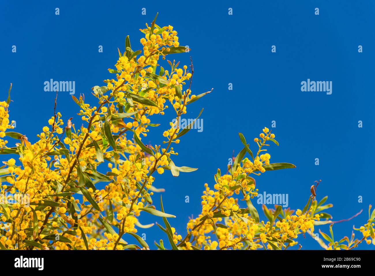 Mimosa branche in fiore su cielo blu in Portogallo Foto Stock