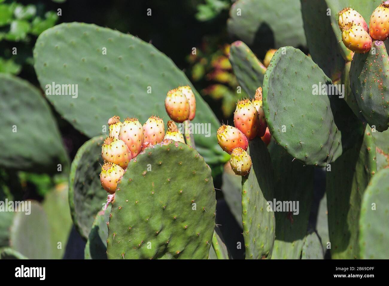 Cactus di pera prickly vicino in su con frutta mangiabile Foto Stock