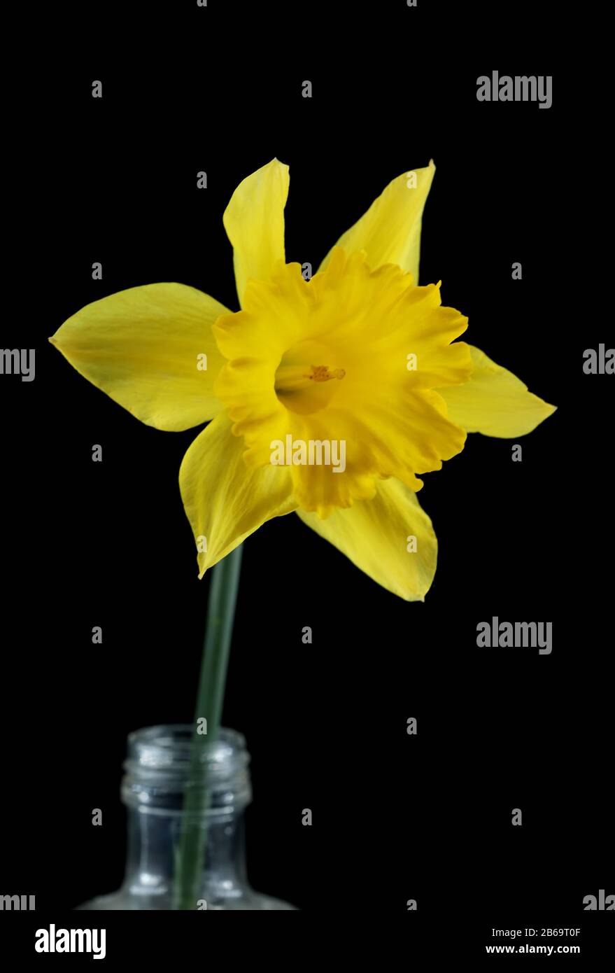 Daffodil giallo isolato su sfondo nero Foto Stock
