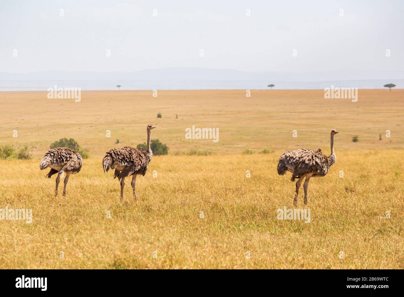 Struzzi sul paesaggio savana in africa Foto Stock