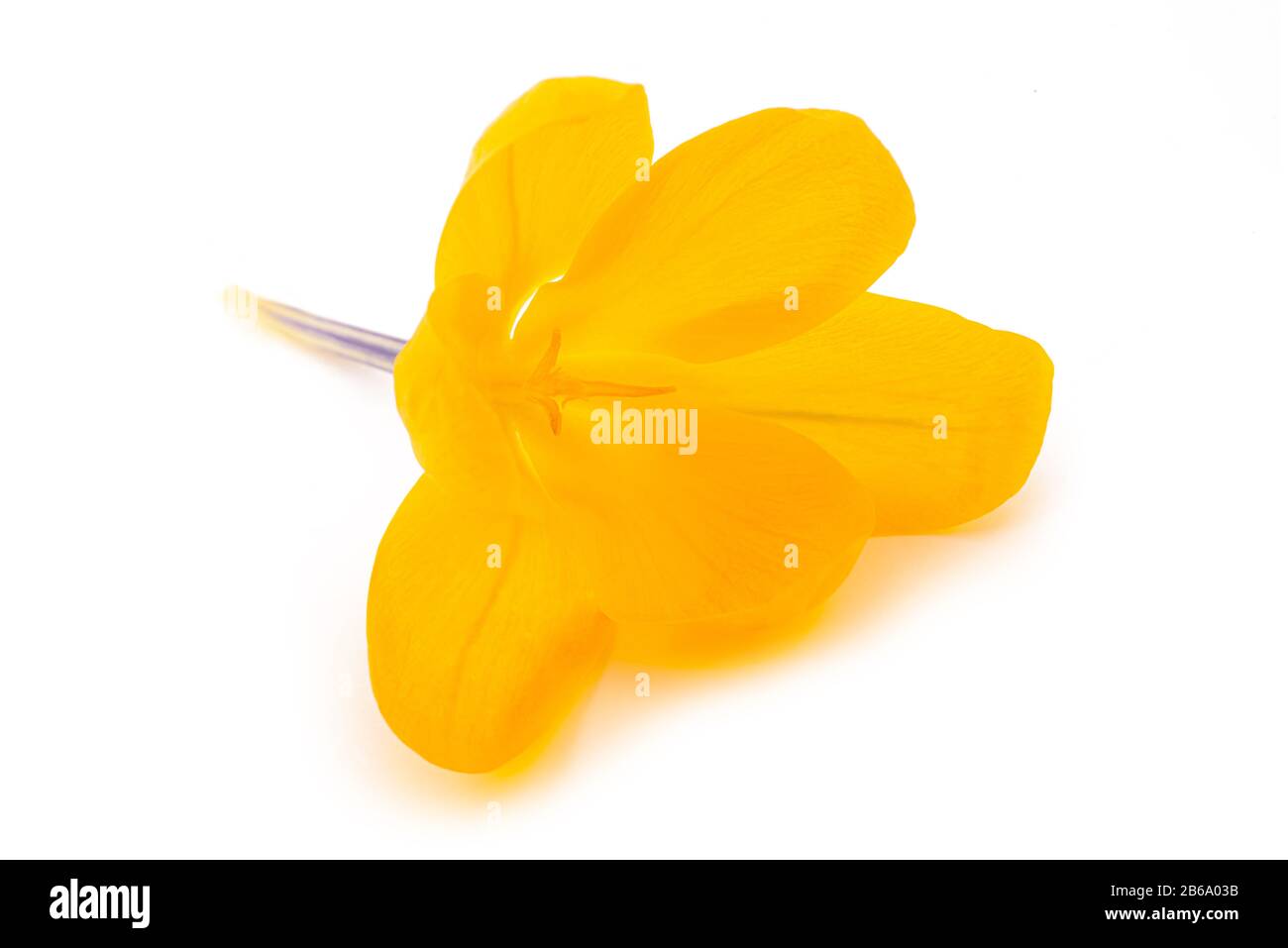 Fiore Crocus giallo isolato su bianco Foto Stock