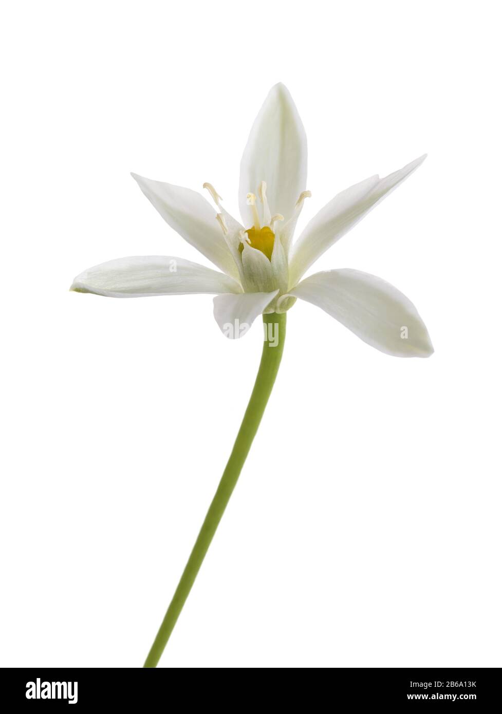 Erba bianca Lily (Ornithogalum umbellatum) Fiori isolati su sfondo bianco Foto Stock