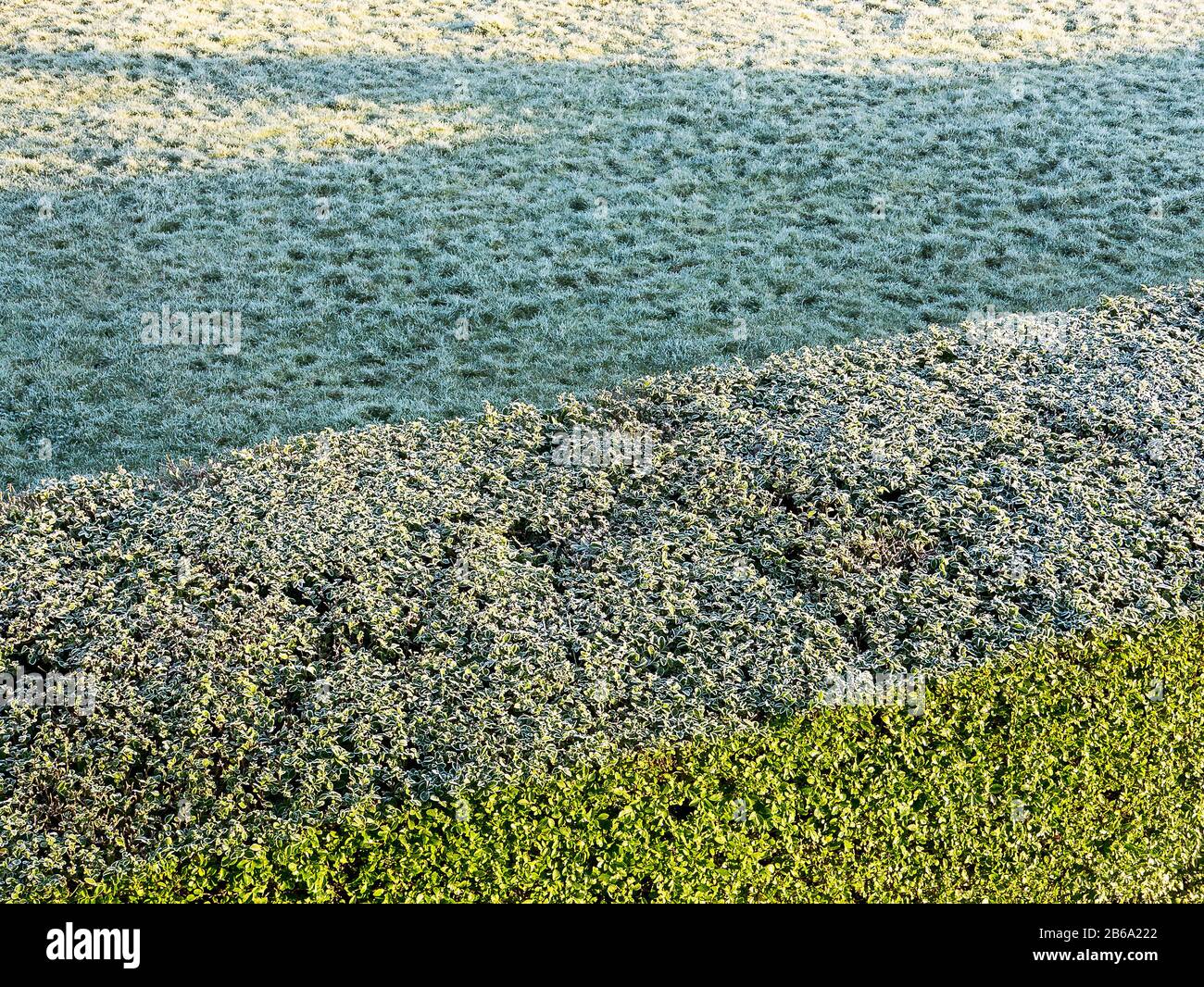 Una vista astratta della natura in giardino in inverno. Prato ghiacciato e siepe privato che mostra il lato soleggiato dove il gelo si è scongelato in un giardino inglese Foto Stock