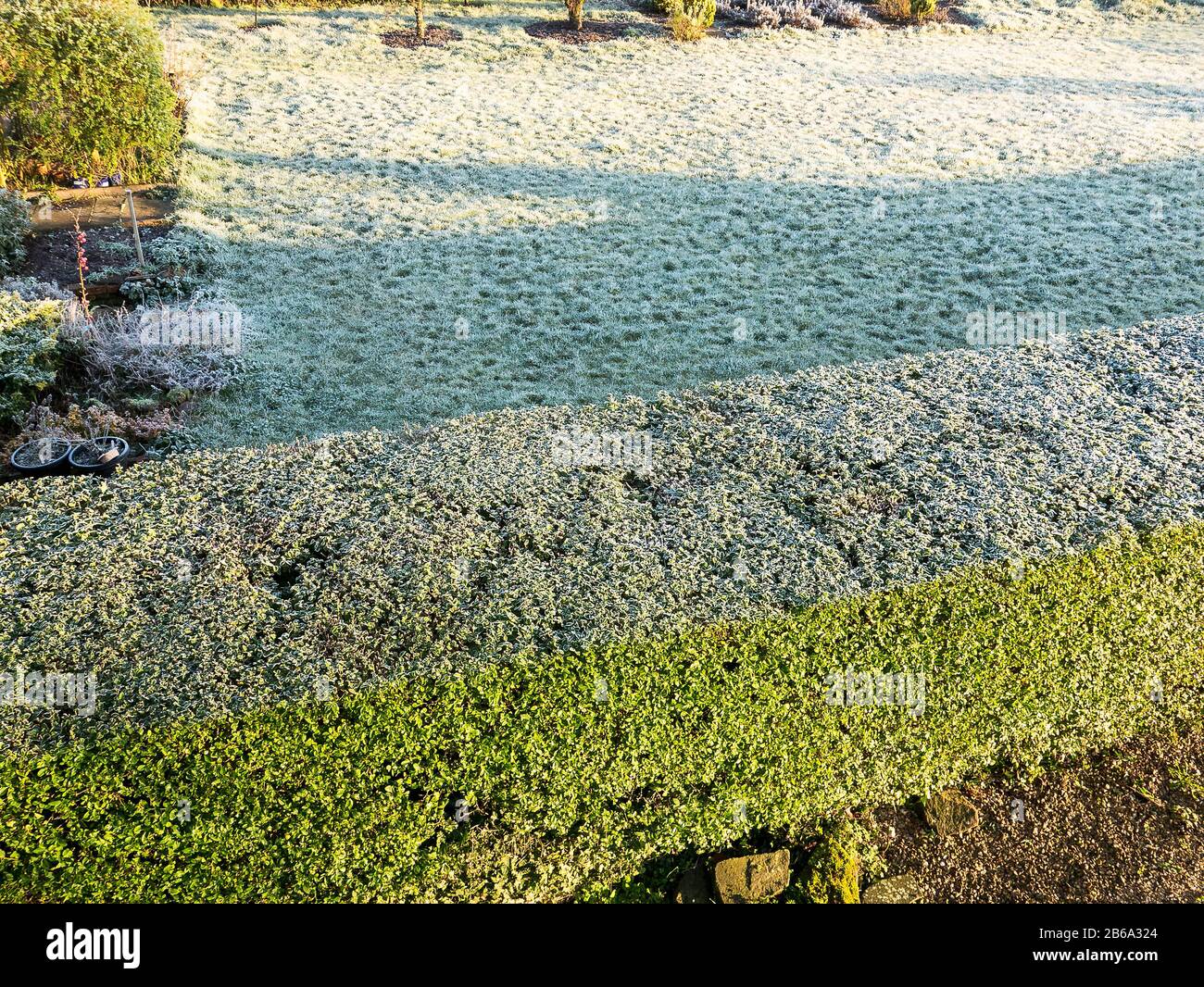 Una vista astratta della natura in giardino in inverno. Prato ghiacciato e siepe privato che mostra il lato soleggiato dove il gelo si è scongelato in un giardino inglese Foto Stock