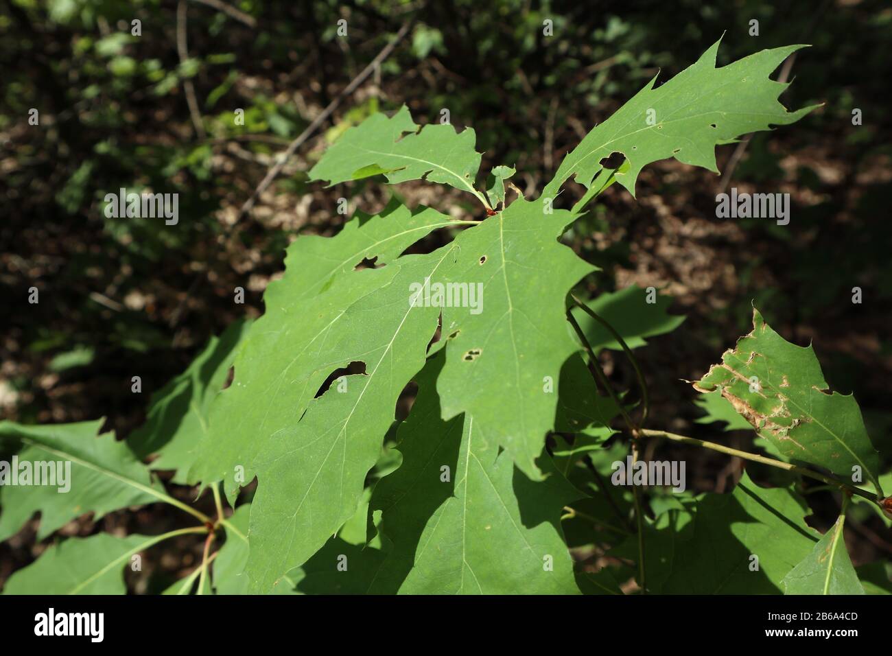 Verde quercia foglie natura soleggiata close-up estate all'aperto foresta sfondo Foto Stock