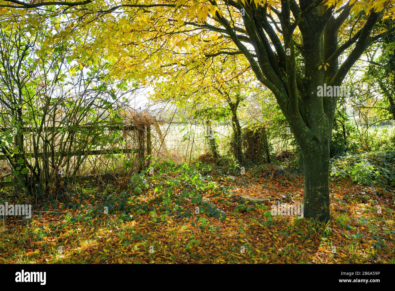 Un angolo magico di un giardino inglese in autunno con un Fagus sylvatica Asplenifolia nel Wiltshire Inghilterra UK Foto Stock