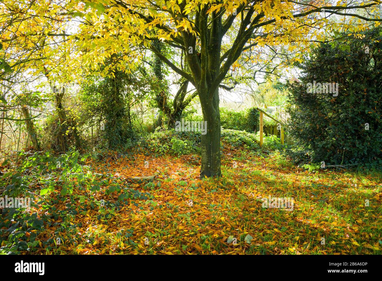 Un angolo magico di un giardino inglese in autunno con un Fagus sylvatica Asplenifolia nel Wiltshire Inghilterra UK Foto Stock