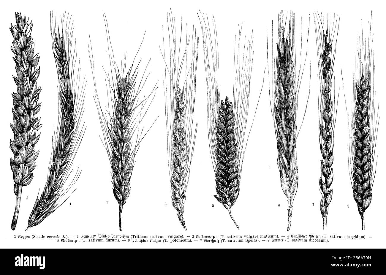 Specie e varietà di cereali: 1 sego (Secale cereale), 2 Frumento tenero bardato invernale (Triticum sativum vulgare), 3 Frumento Tenero (Triticum sativum vulgare muticum), 4 Frumento inglese (Triticum vulgare turgidum), 5 frumento tenero, frumento duro (Triticum sativum durum), 6 frumento polacco (Triticum spelticum), Trivolticum (triarticum spelta), Trivorum 8 Emmer (Trizio sativum dicoccum), , (enciclopedia, 1891) Foto Stock