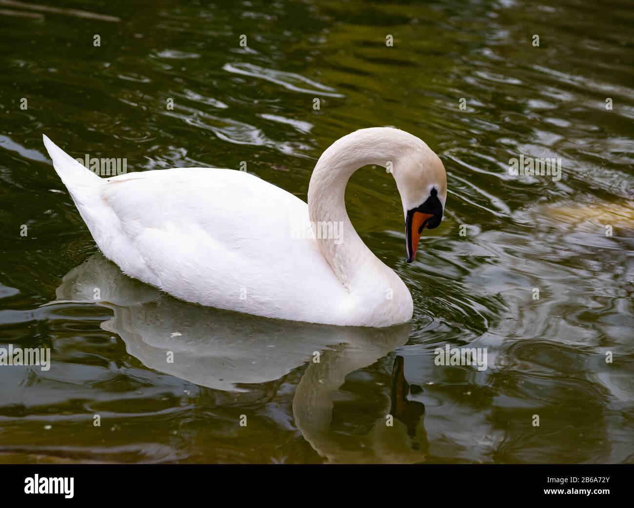 Un cigno con un collo Arricciato Guarda Verso Il Basso L'Acqua Foto Stock