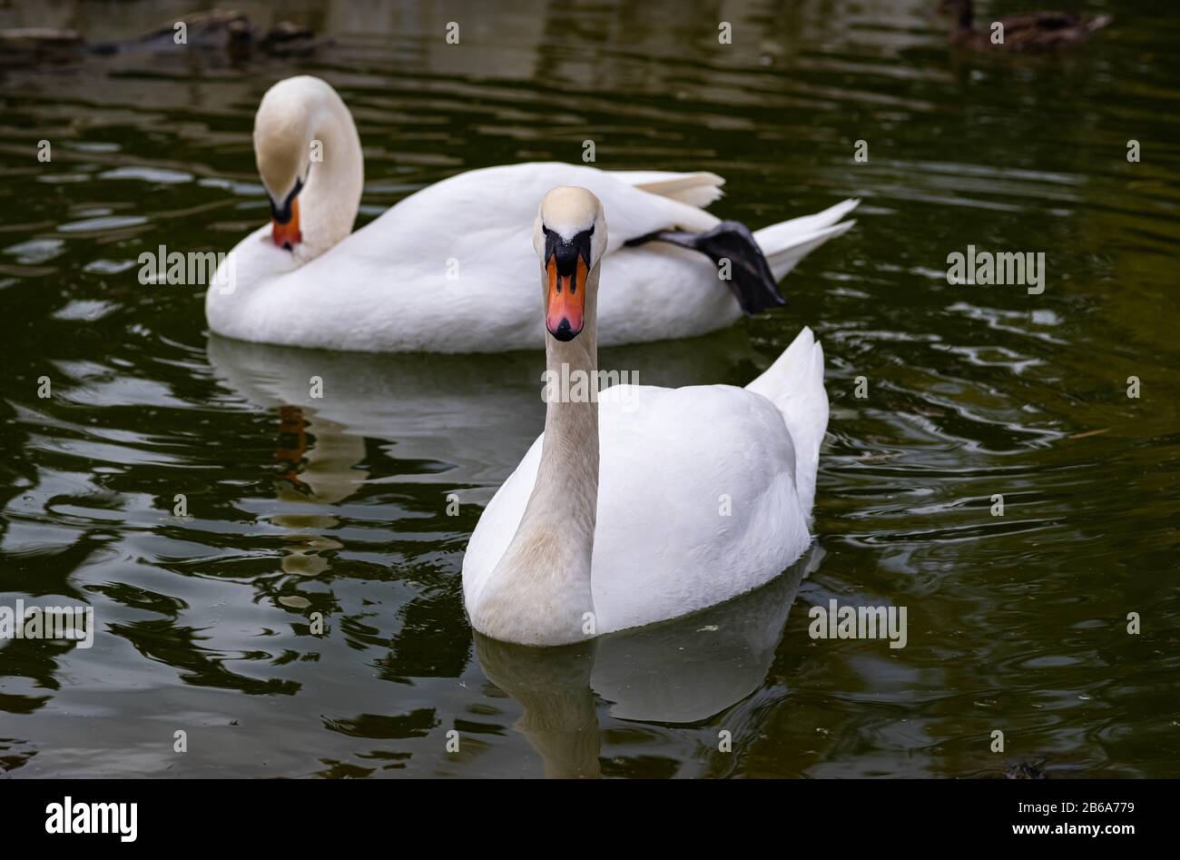 Un Paio Di Swans Su Uno Stagno Con White Feathers E Un Orange Bill Foto Stock