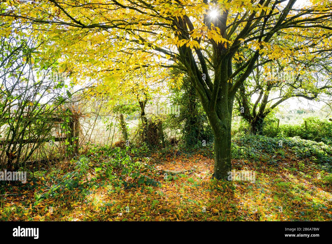 Un angolo magico di un giardino inglese in autunno con un Fagus sylvatica Asplenifolia nel Wiltshire Inghilterra UK Foto Stock