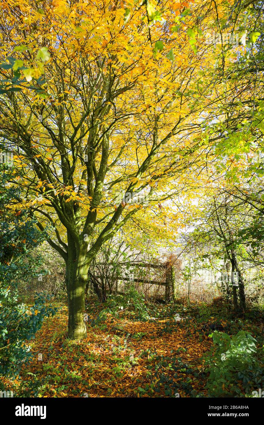 Una calda scena pittorica autunnale in un giardino inglese nel Wiltshire con un faggio a foglia tagliata che inizia a versare le sue foglie dorate gialle Foto Stock