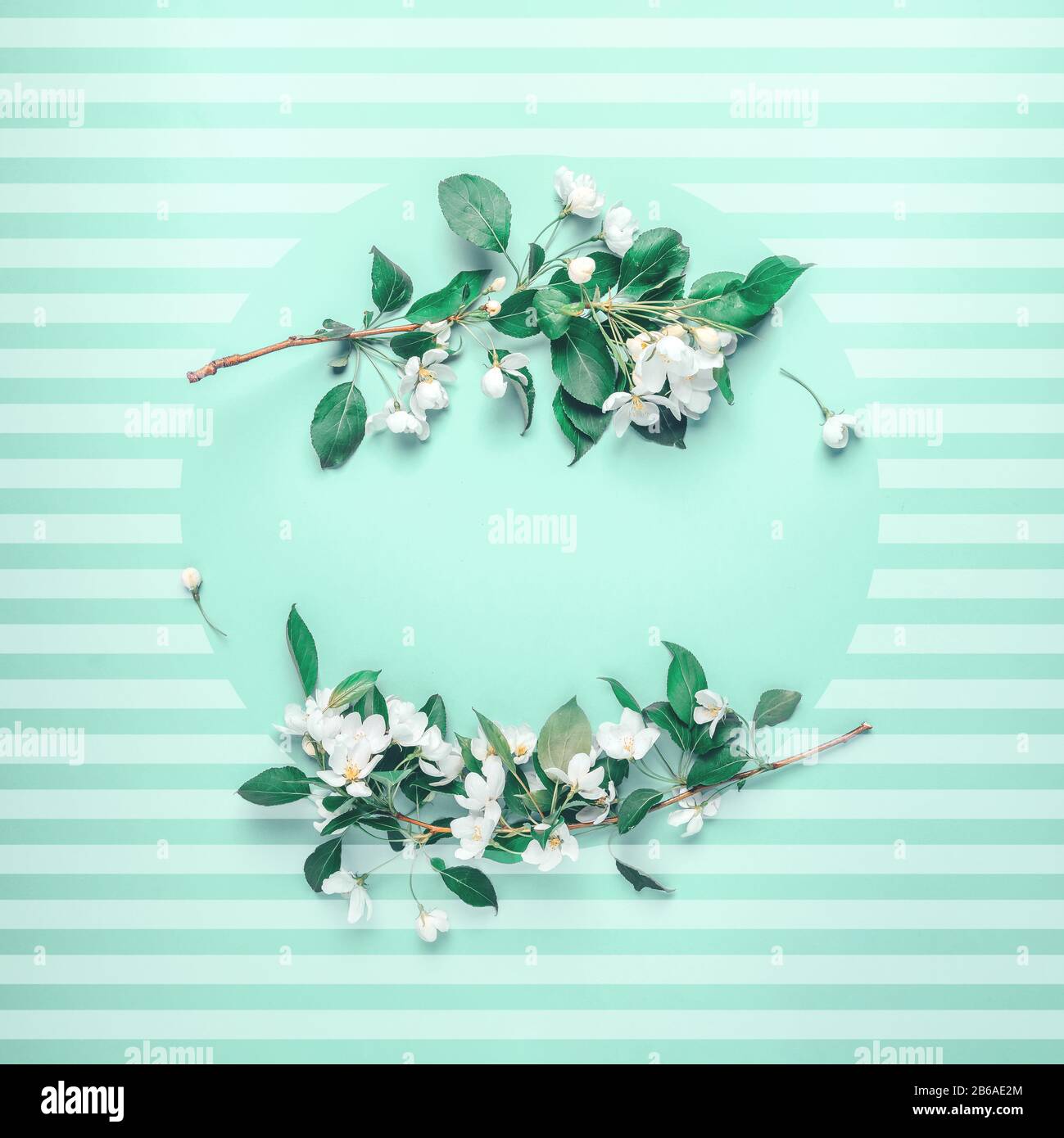 Layout creativi con rigogliosi alberi di Apple su uno sfondo blu. Lay piatto. Concetto - molla minimalismo. Foto Stock