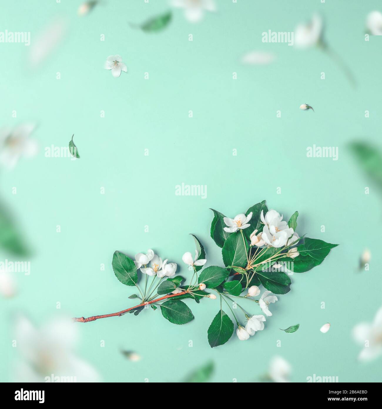 Layout creativo con albero di mele in fiore su sfondo blu. Disposizione piatta. Concetto - minimalismo primaverile. Levitazione, Foto Stock