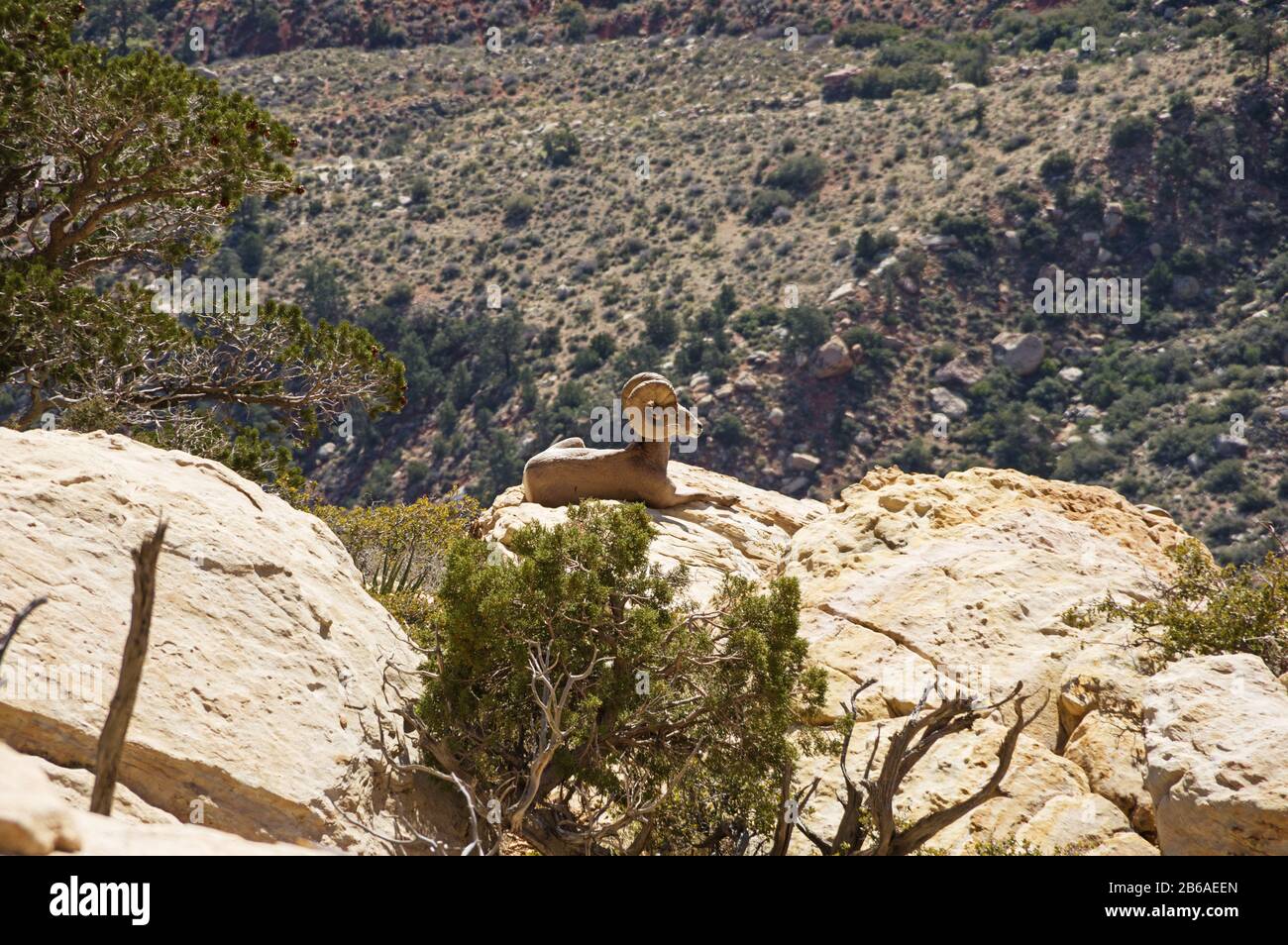 Pecora bighorn del deserto o canadensis di Ovis su una sporgenza della montagna dell'arcobaleno nella zona di conservazione nazionale del Canyon del Red Rock vicino a Las Vegas Nevada Foto Stock