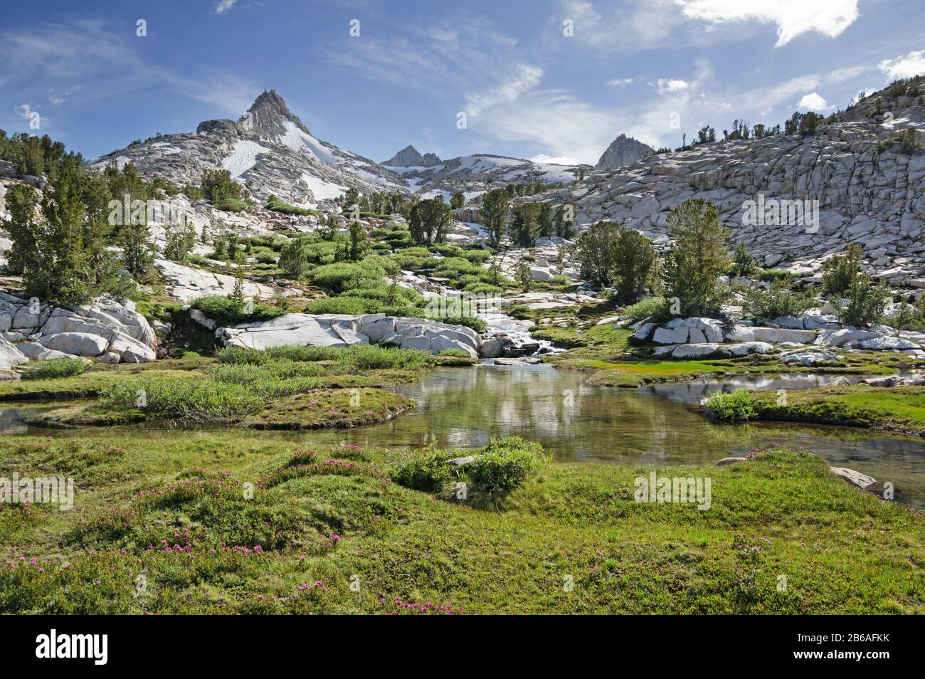 Prato alpino nelle montagne della Sierra Nevada della California nel bacino di Pine Creek Foto Stock