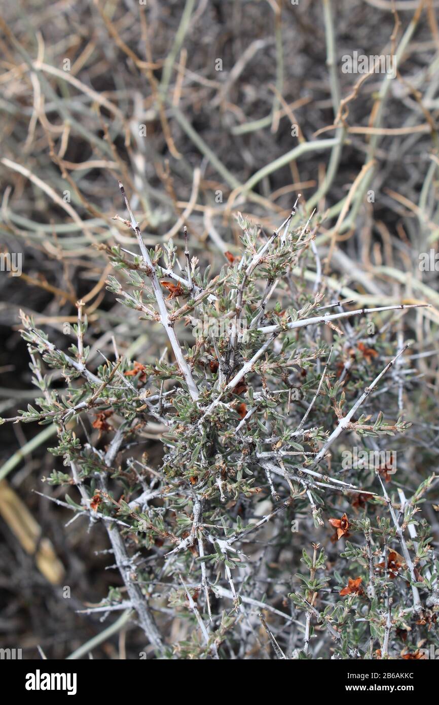 Un'abbondanza di piante del deserto del Mojave meridionale nel Parco Nazionale di Joshua Tree inizia a crescere in primavera, tra cui Blackbrush, Coleogyne Ramosissima. Foto Stock