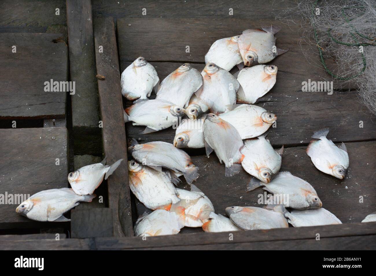 Una cattura fresca di pesce dei pescatori sul pavimento della sua sciff. I piccoli pesci d'argento sono un punto di cucitura lungo l'Amazzonia e affluenti nella rai peruviana Foto Stock