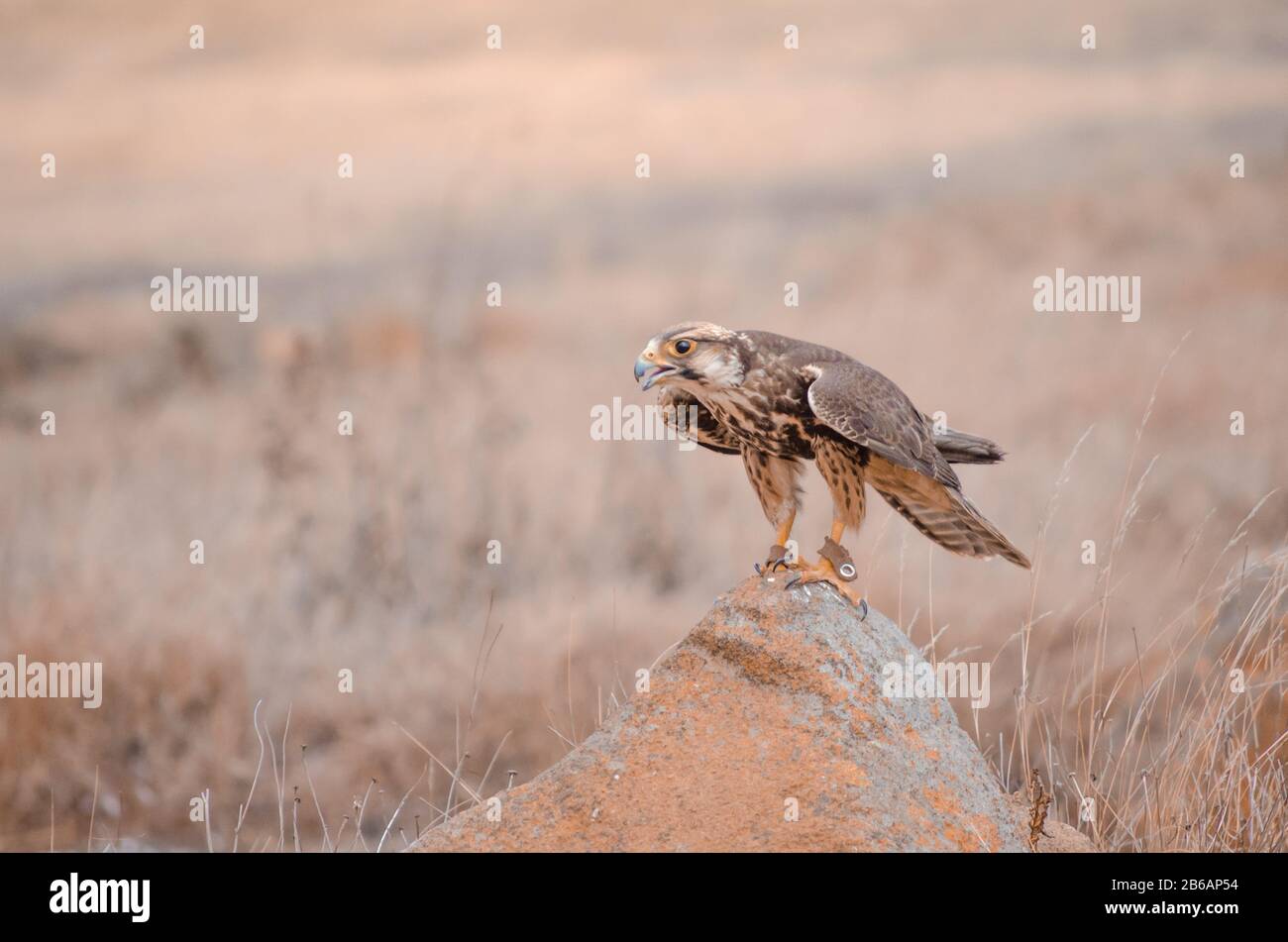 Un falco di lanner salvato (Falco biarmicus) su una roccia durante uno spettacolo di uccelli in un centro Birds of Prey in Sudafrica Foto Stock