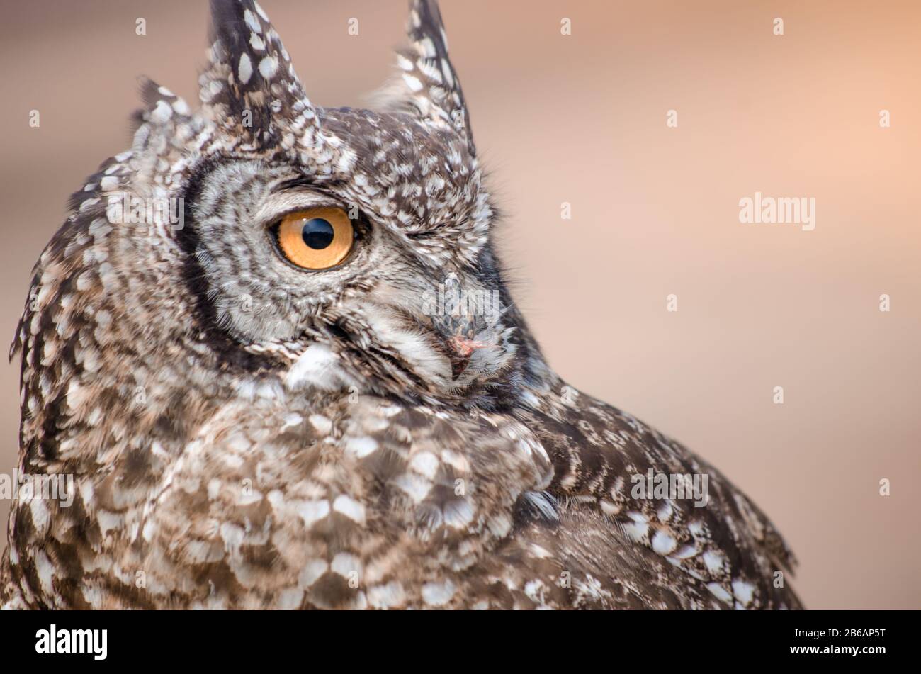 Un primo piano di un Africano spotted owl (Africanus Bubo) fissando attentamente a distanza Foto Stock