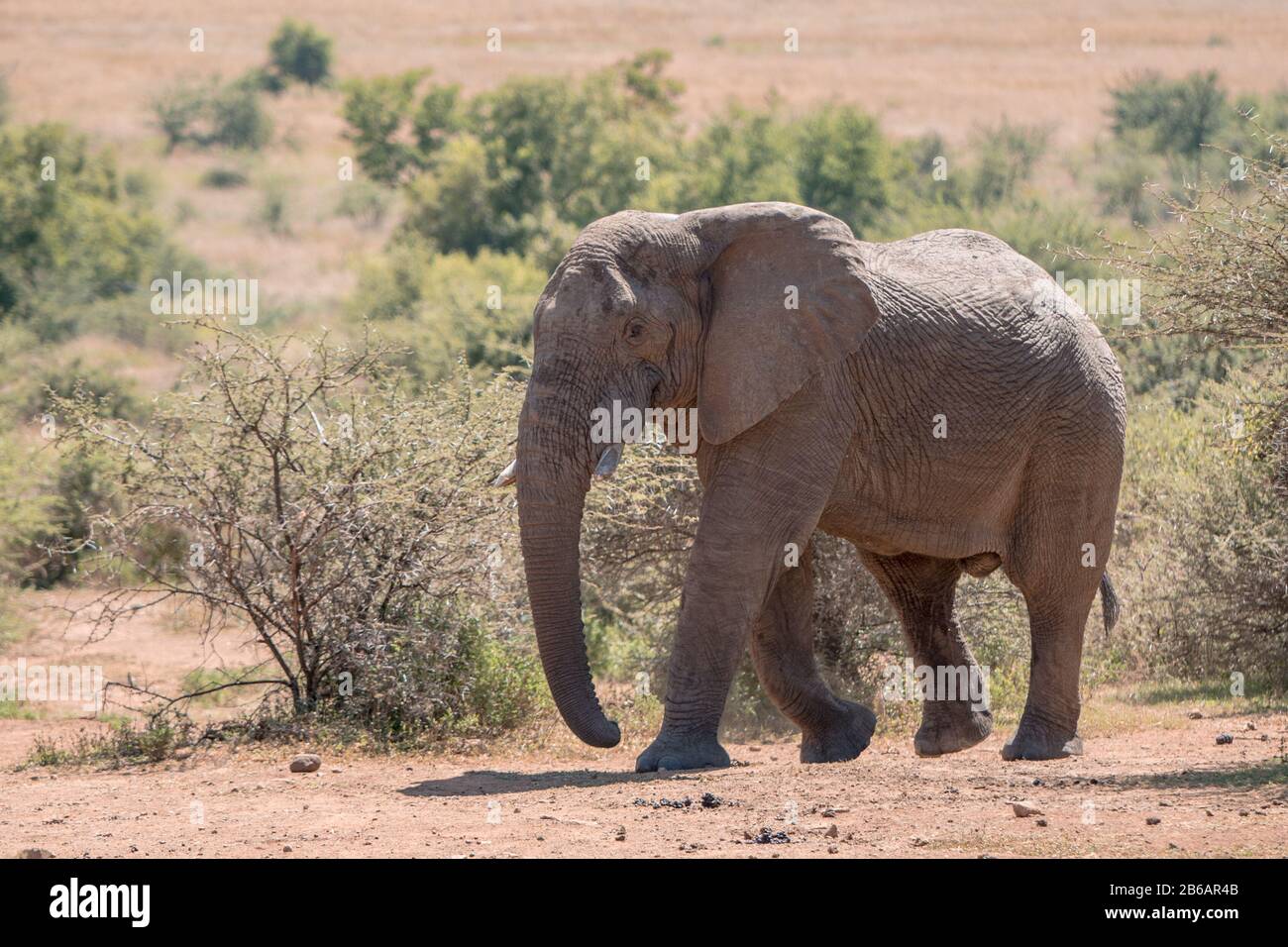 Un elefante africano (Loxodonta africana) che cammina tra arbusti nella Pilansberg Game Reserve, Sudafrica Foto Stock