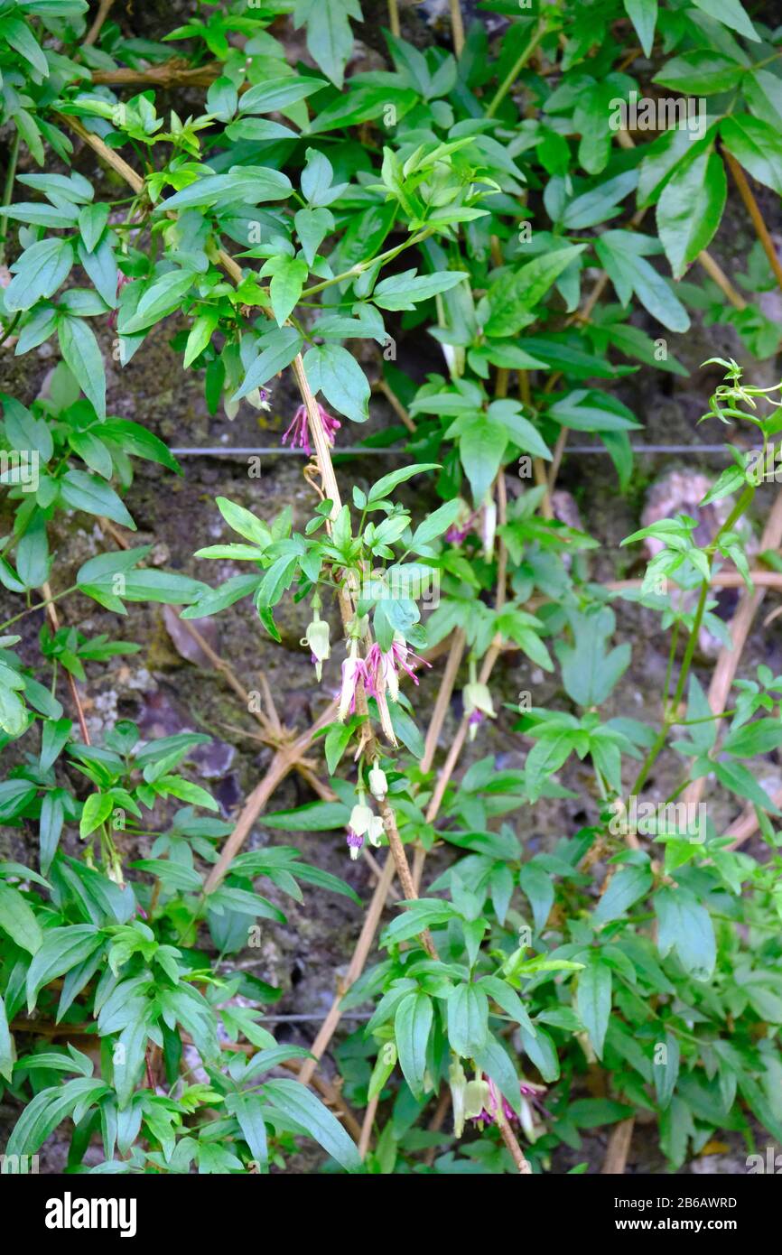 Nepal Clematis (Clematis napaulensis) che inizia a fiorire a fine gennaio in un giardino protetto Foto Stock