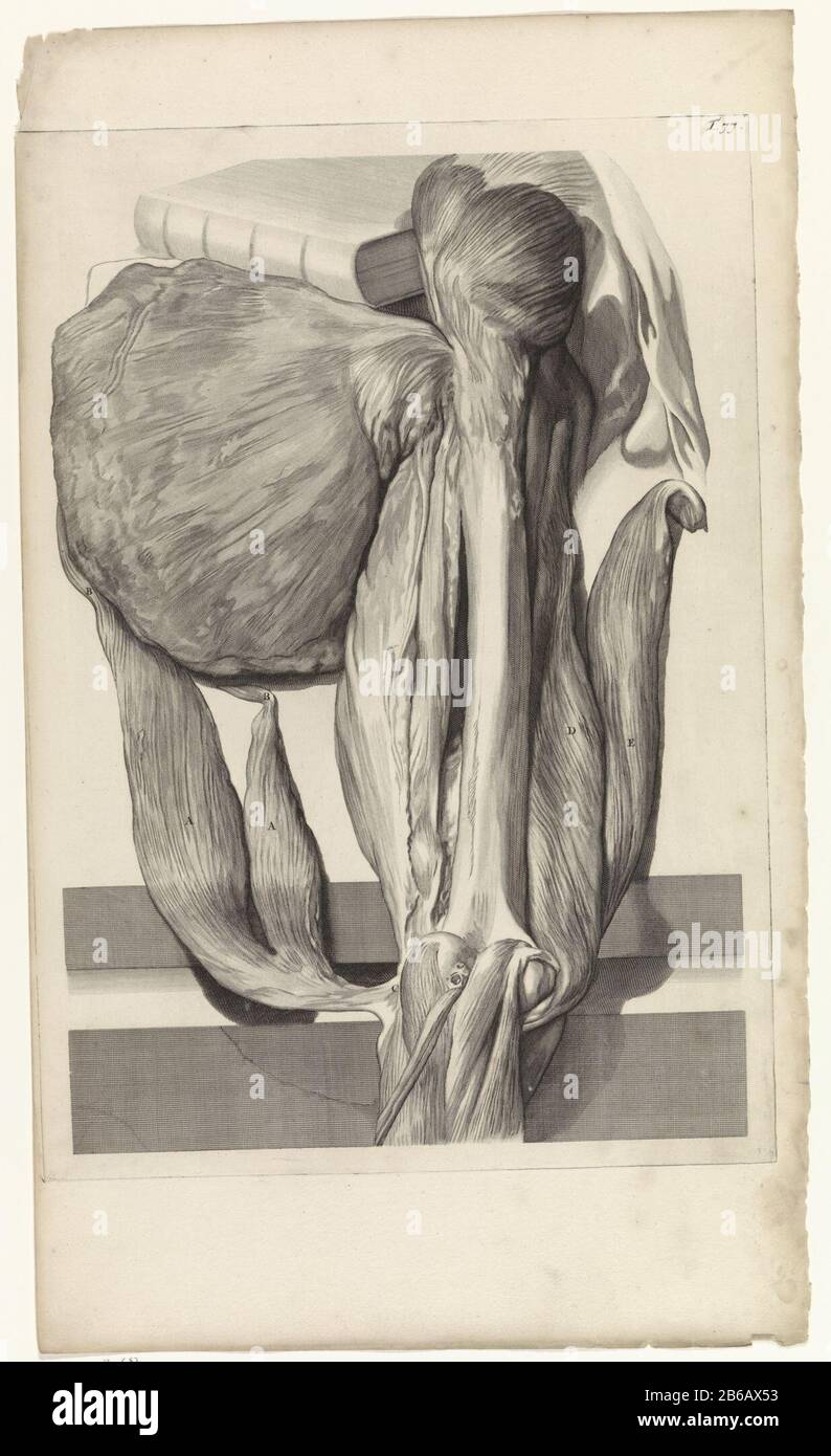 Studio anatomico delle ossa e dei muscoli della coscia sinistra Studio anatomico dell'osso e dei muscoli della coscia sinistra e transizione al ginocchio. In alto a destra numerato T. 77. Produttore : tipografo: Pieter of Grace in drawing: Gerard de Lairesse Editore: Vedova Joannes van Someren Editore: Hendrick and Dirk Tree City fabbricante: Amsterdam Data: 1685 caratteristiche Fisiche: Acquaforte e engra e punto engra materiale: Paper Tecnica: Acquaforte / engra ( processo di stampa) Misure: Bordo piastra b 382 mm × h 474 mmToelichtingBoekillustratie per Bidloo, Godefridus. Anatomia h Foto Stock