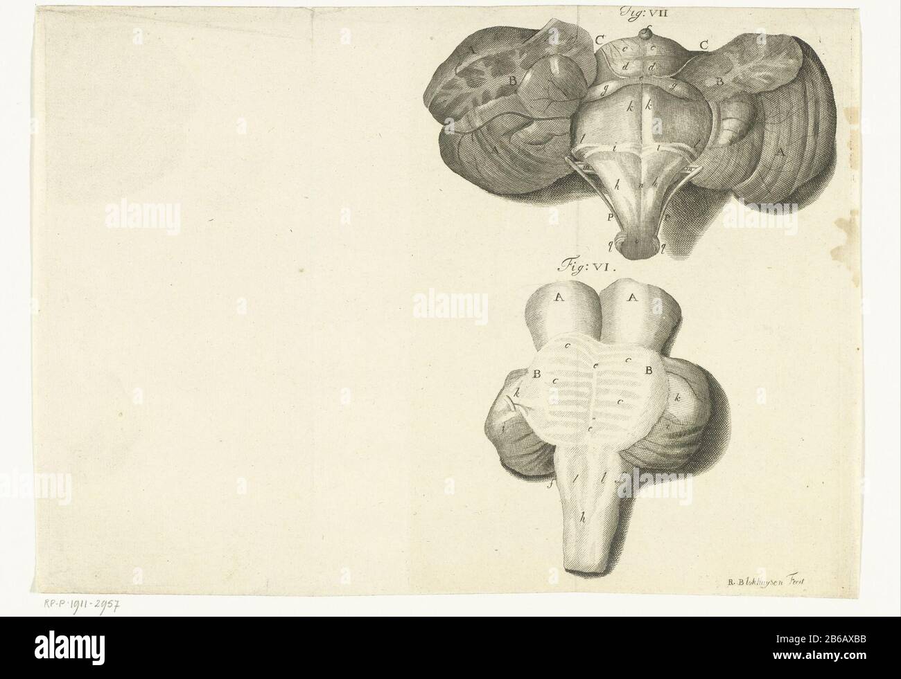 Rappresentazione anatomica di un organo del corpo umano Vista anatomica di un organo del corpo umano . Quando i vari elementi sono lettere. Produttore : printmaker: Reynier Blokhuysen (Proprietà elencate) Fabbricazione Del Luogo: Paesi Bassi Data: 1732 caratteristiche Fisiche: Materiale per auto: Carta Tecnica: Engra (processo di stampa) dimensioni: Foglio: H 200 mm × W 280 mmToelichtingPrent di Willem Vink , Breve e Klare Beschry di ossa e muscoli va non persone corpo, Rotterdam, JD Crew, 1732, VI, e fig VII Oggetto: Campione anatomico Foto Stock