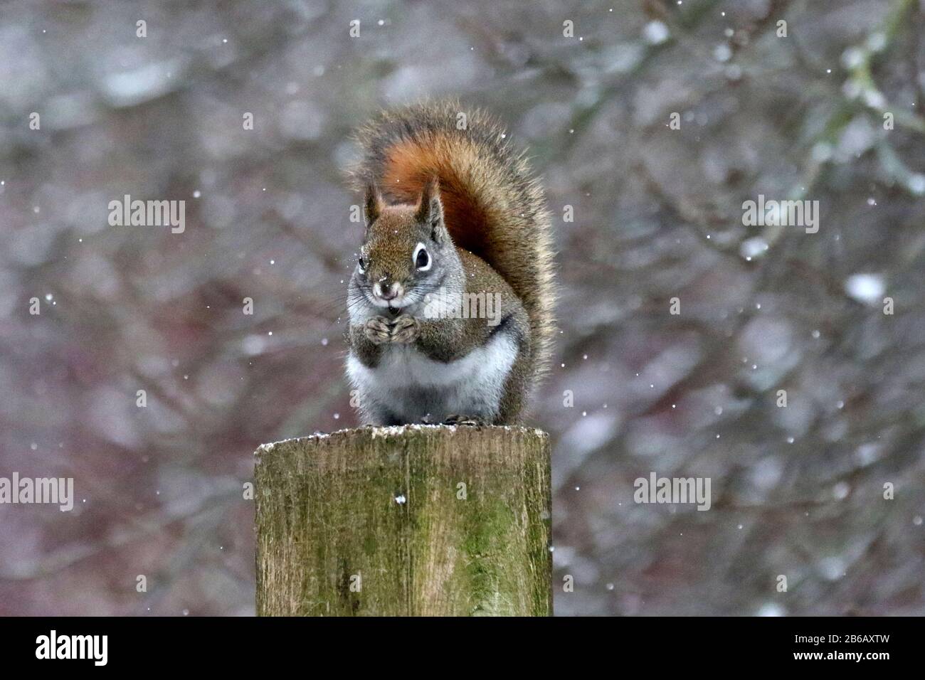 Scoiattoli in una foresta di riserva naturale Foto Stock