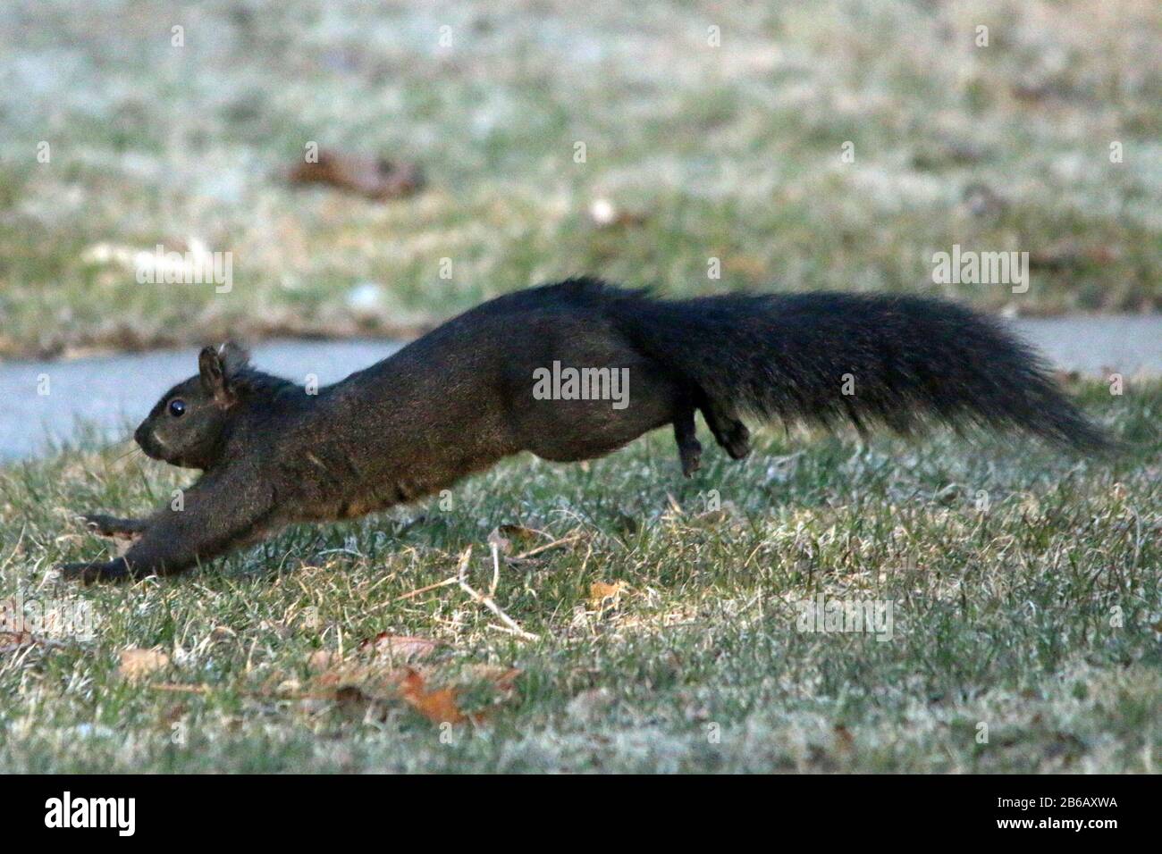 Scoiattoli in una foresta di riserva naturale Foto Stock